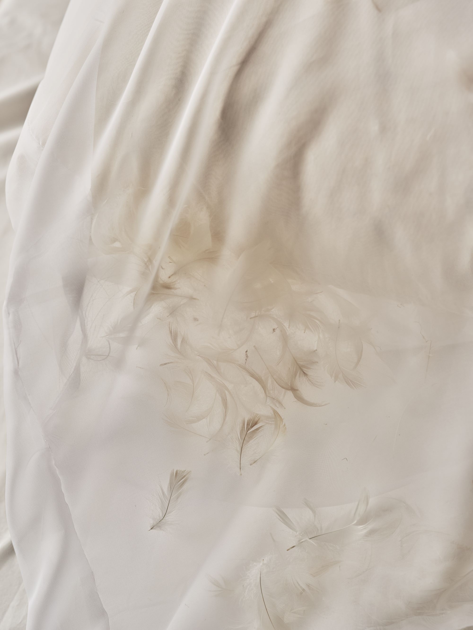 fjädrar