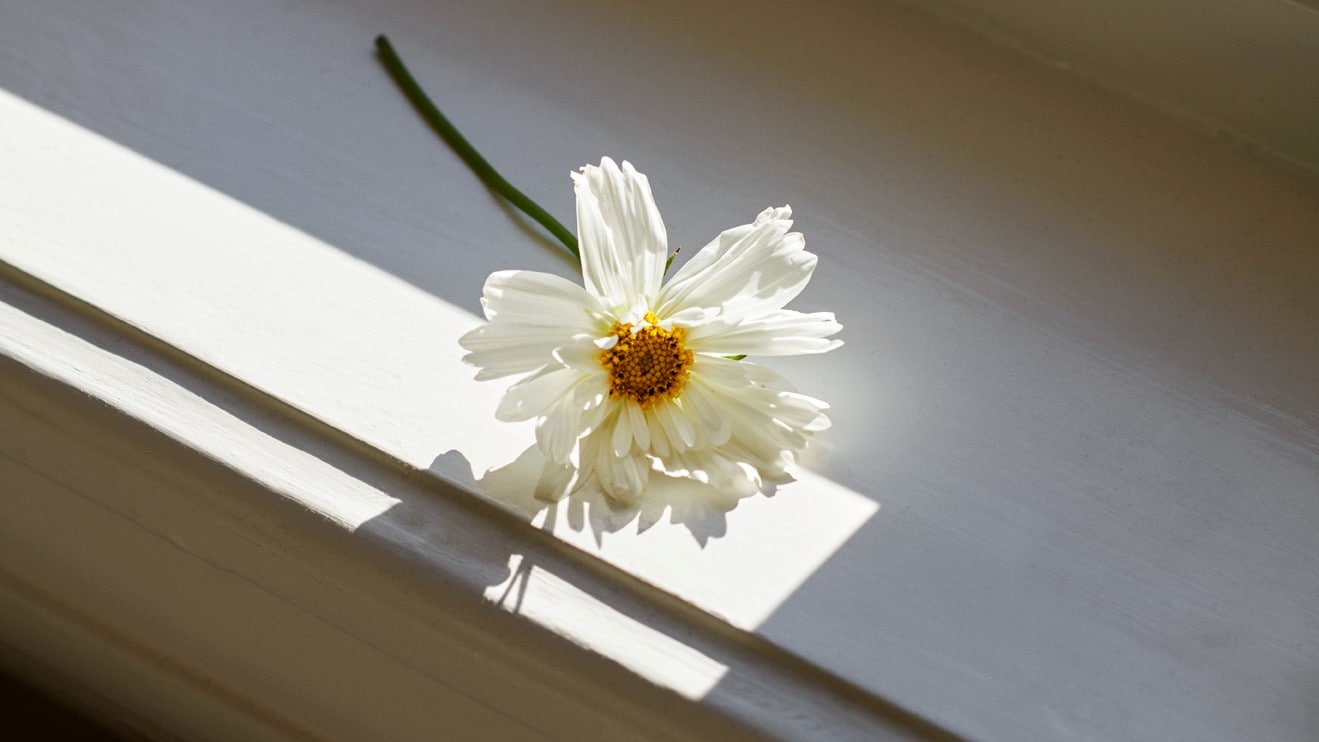 blomma